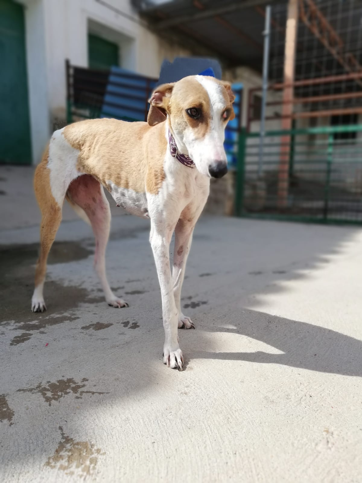 MARIETTA - 2 ans - galga