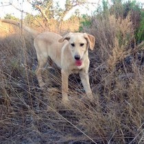 Clay - Chiot mâle- Adaana