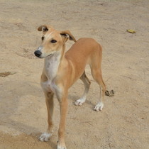 Vadim - Chiot galgo - Mâle - Zaragoza