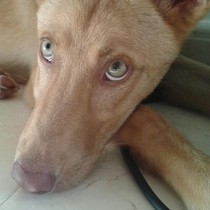 Loana - Chiot podenco - Femelle - Adaana