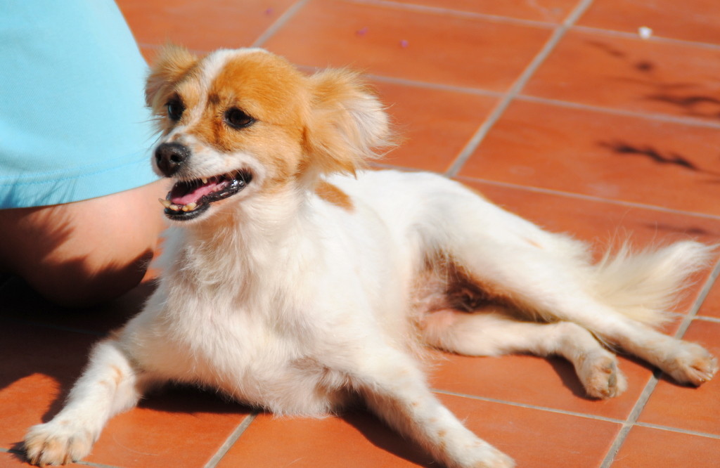 RIMA en accueil (81)