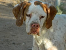 TACO en accueil attend sa famille depuis 4 ans