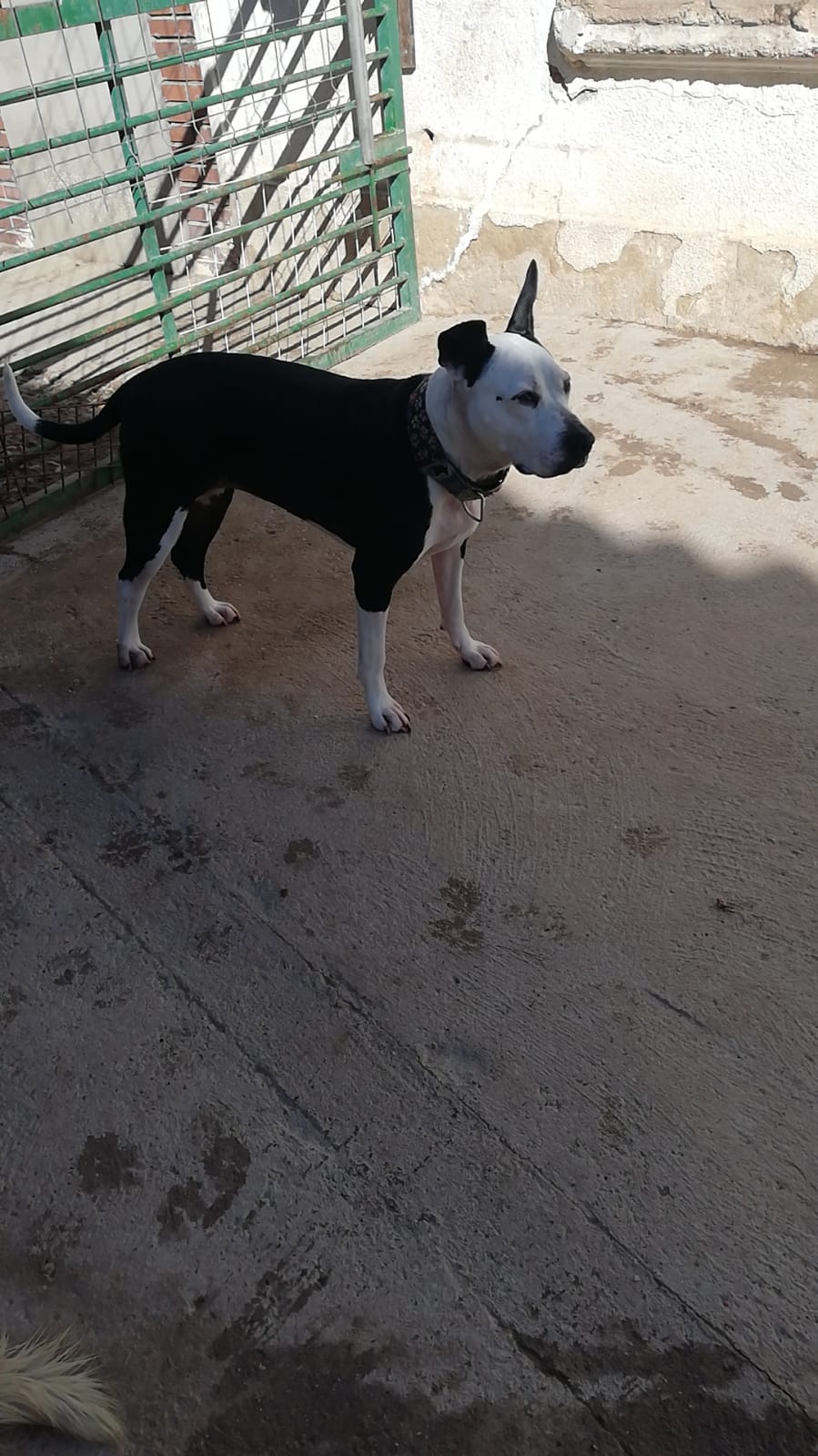 HANNA - 3 ans et demi - sociable avec tous les chiens - a vécu avec des enfants