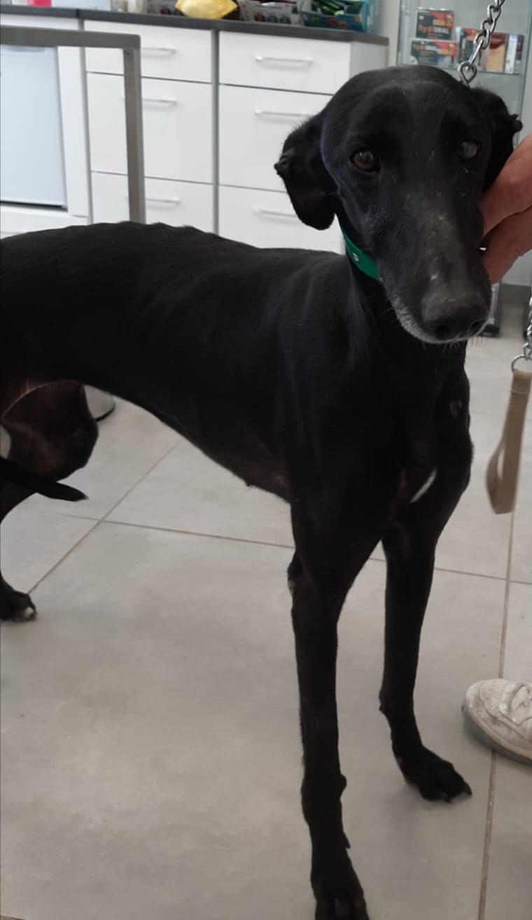 ESPERENZA - 5 ans - galga - positive leishmaniose - traitement en cours