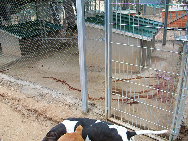 Box de Kas, plein de sang...