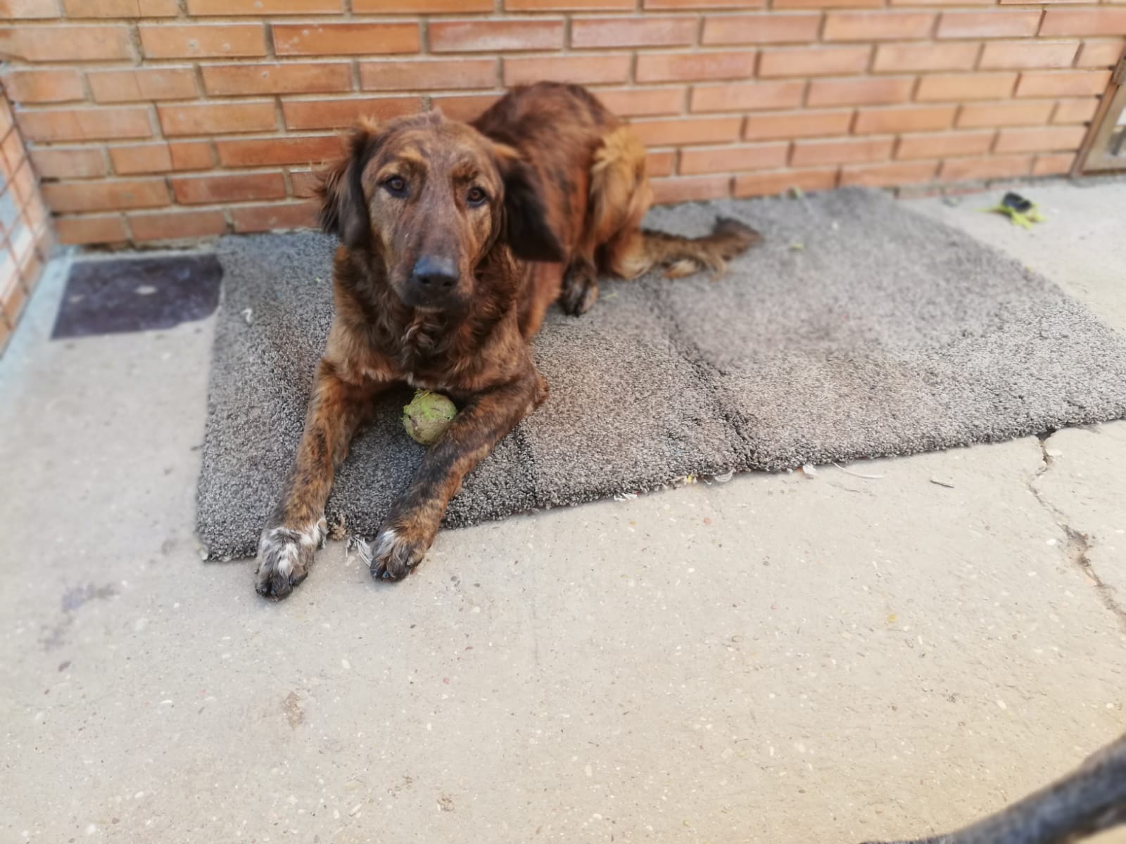 MIKA - 9 mois - soeur de Moka - croisée galga