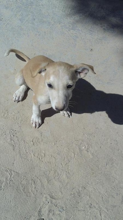 BARAKA en Famille d'accueil