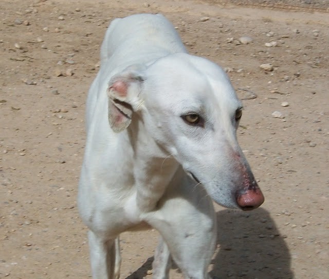 TARANCONERO en accueil