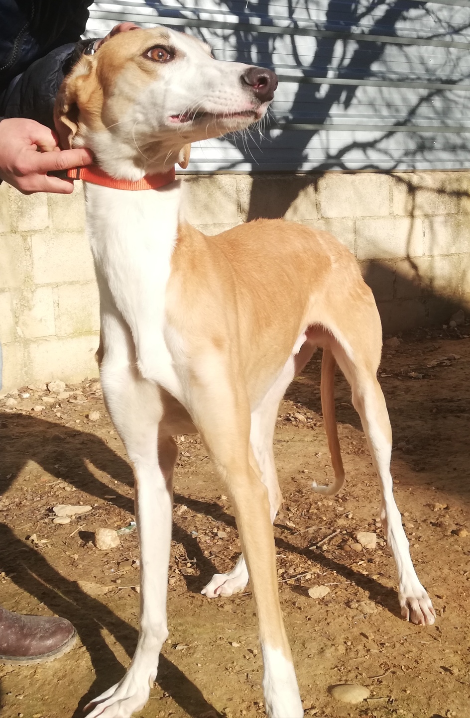 REY - 2 ans - galgo - super loulou qui a besoin de courir