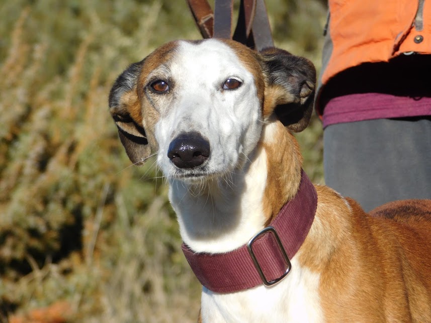 KALETA - Cuencanimal