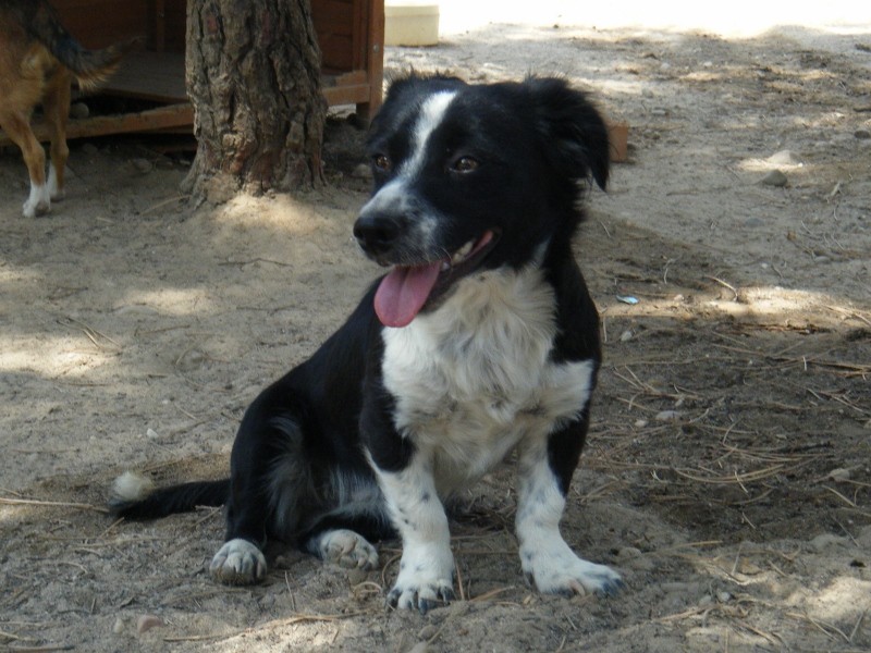 MEGANE en accueil (47)