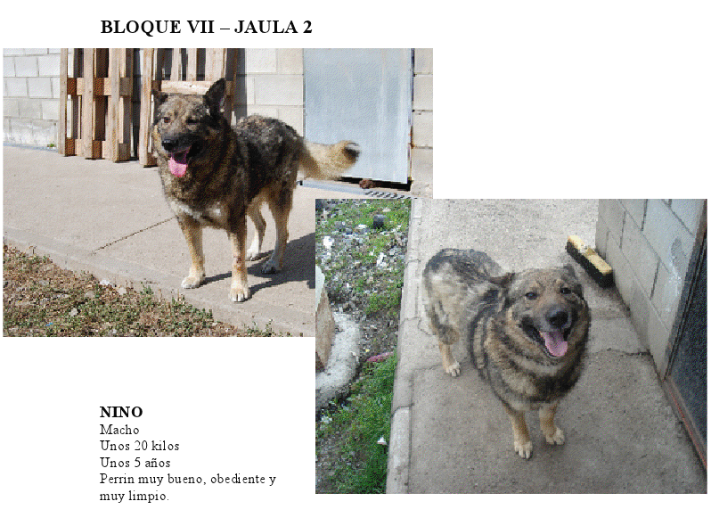 Poeme Pour Les Vieux Chiens Oublies Galgos France