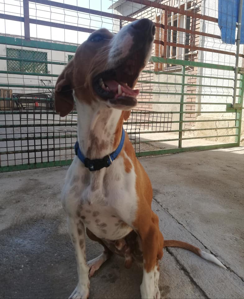 MARVEL - 2 ans - podenco - affectueux, sociable