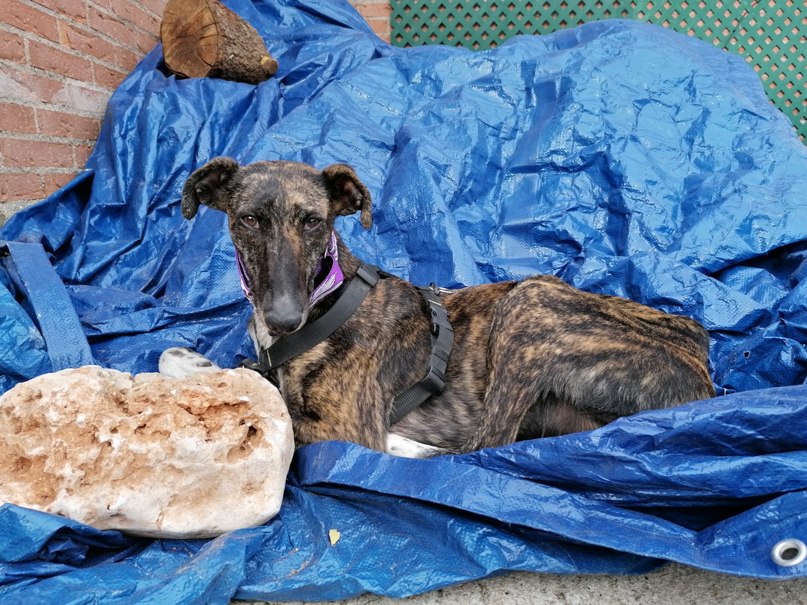 LARES - 2 ans - galga - positive leishmaniose - traitement en cours