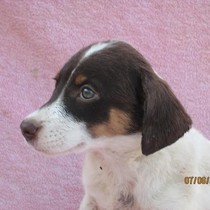 Drain - Chiot femelle - Adaana