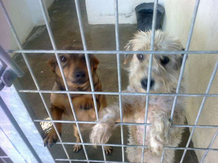 albondiguilla et peludina