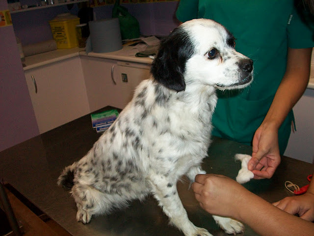 DOLI en accueil (41)