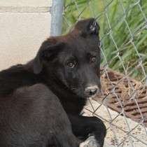 Dakotha - Chiot femelle - Zaragoza