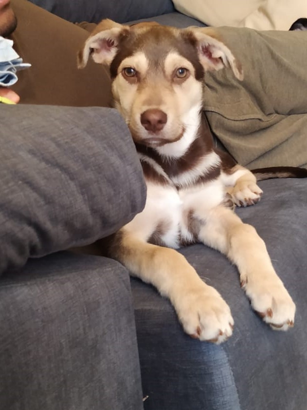 HEIDI