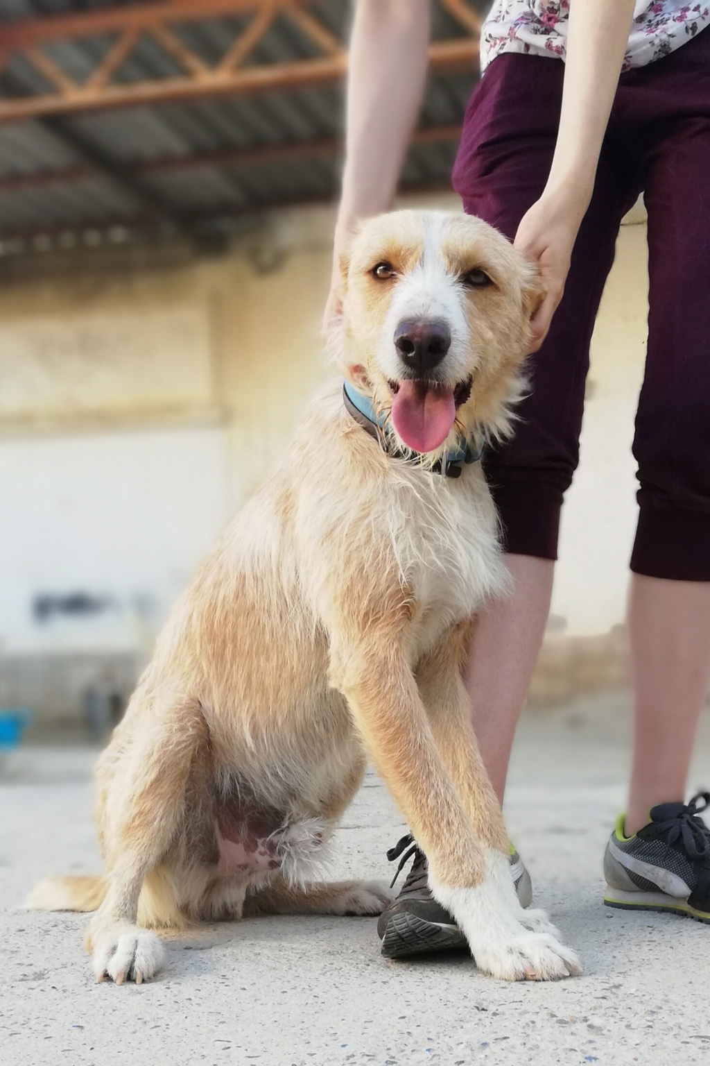 YELLOW - 3 ans et demi - chien joyeux - excellente entente avec ses congénères