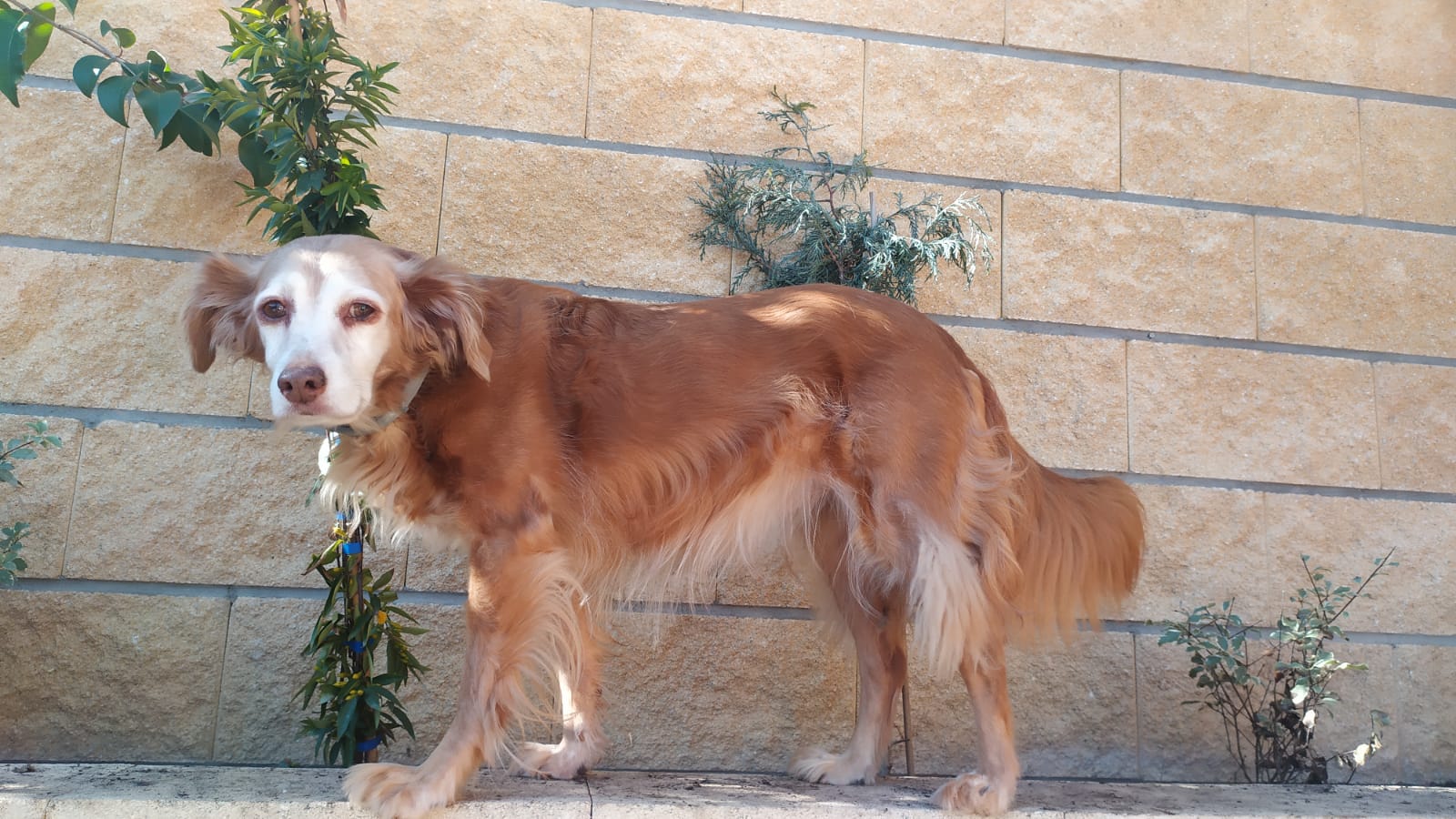 LARA - 9 ans - très équilibrée - ok chats