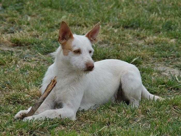 Les Podencos Donnent Leurs Lettres Aux Rois Mages Galgos