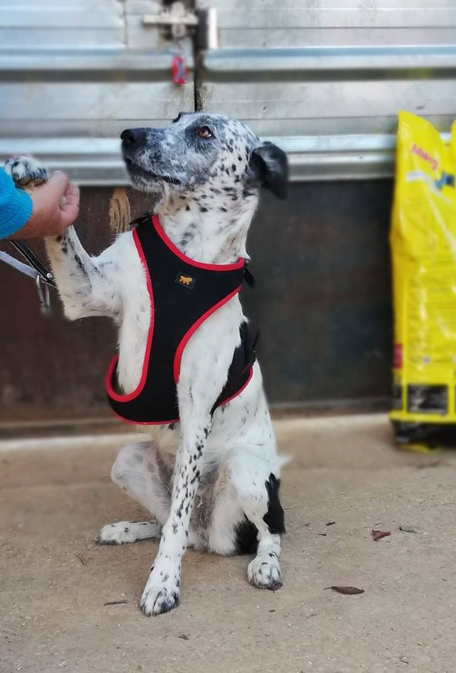NICOLE - 4 ans - présence humaine indispensable