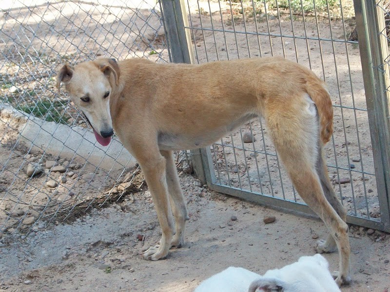 GENOVA en accueil (57)