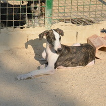 Neox - Chiot galgo - Mâle - Zaragoza