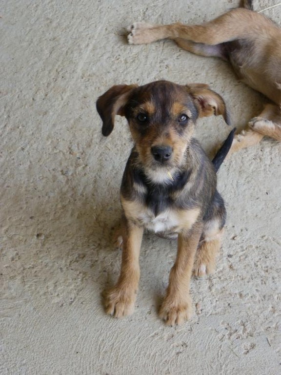 TRIANA en accueil (37)