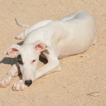 Dara - Chiot galgo - Femelle - Zaragoza