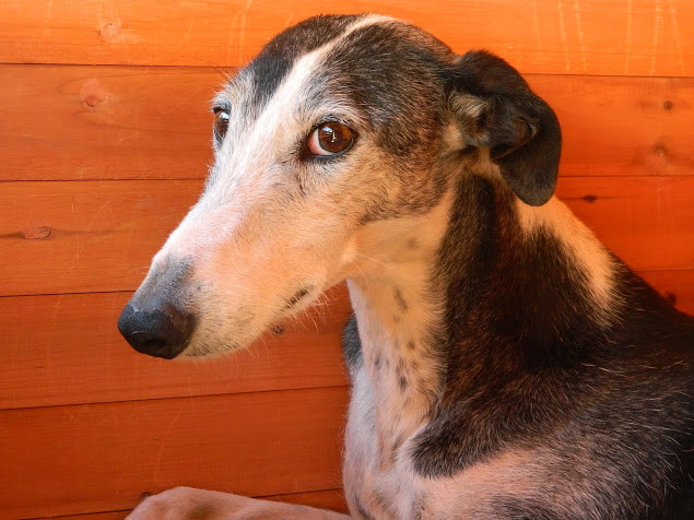 DARK LADY en accueil