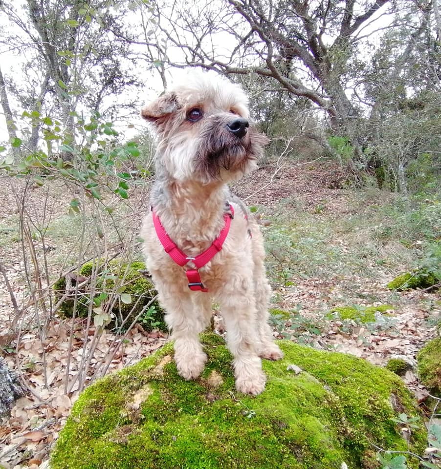 ALO - 12 ans et demi - sourd - chien calme, aime les enfants