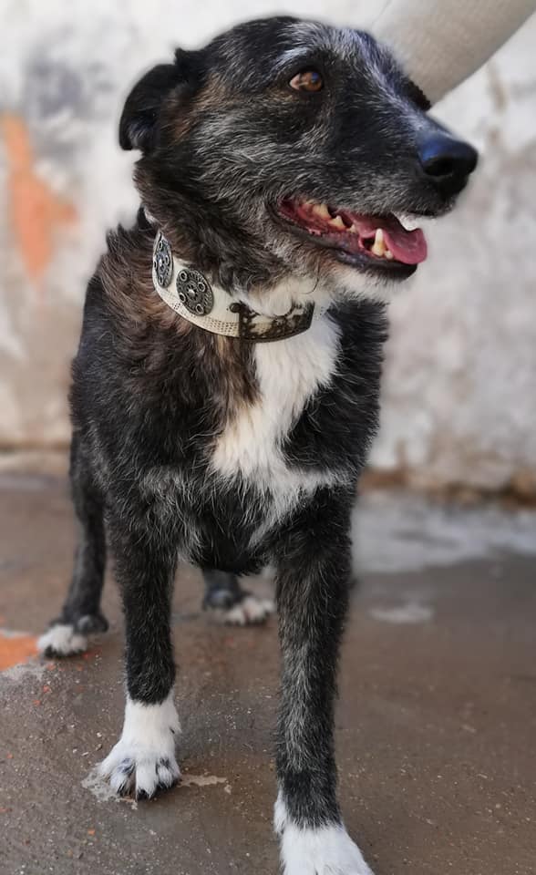 LUISA - 5 ans et demi - un amour de chienne