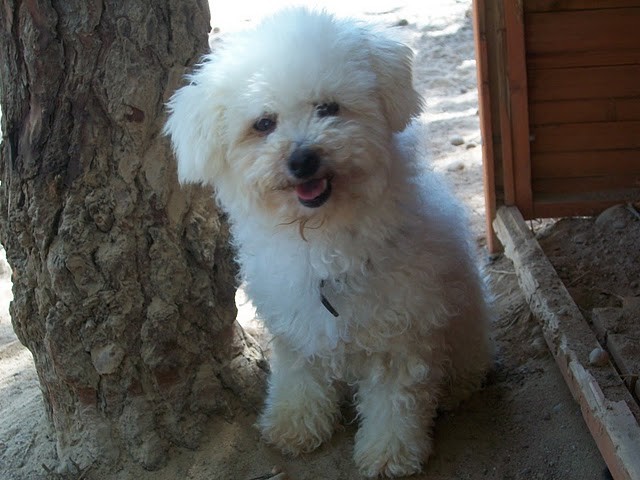 BARBIE en accueil (78)