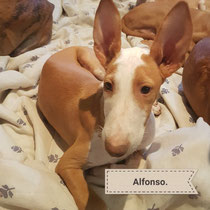 ALFONSO