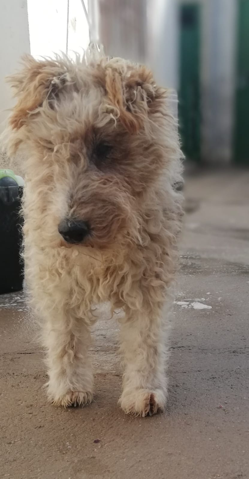 MILÚ - 5 ans - fox terrier - sociable avec tous les chiens