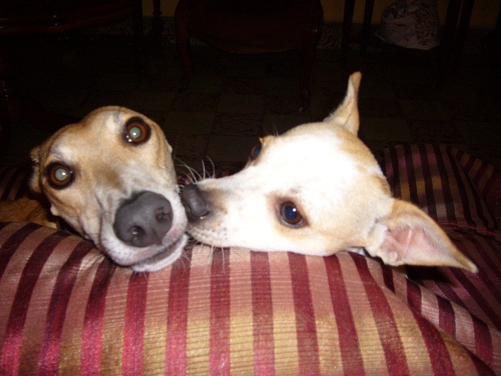 COOKIE fait un bisou à FLACO !