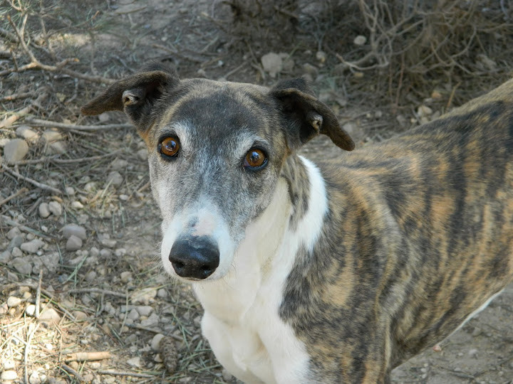 ARETHA adoptée