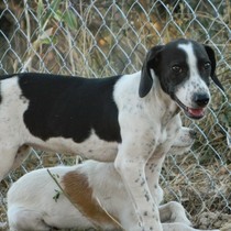 Nuri - Chiot femelle - Cuenca