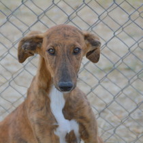 Tilso - Chiot galgo - Mâle - Zaragoza