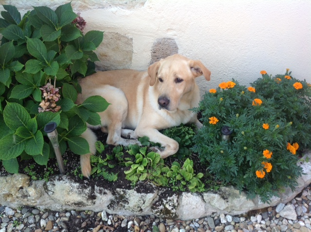 ZEUS