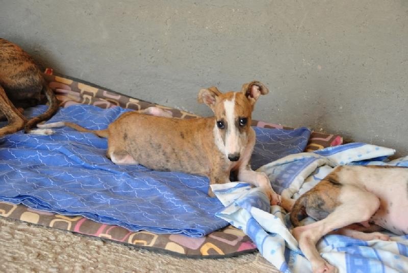 MELISA en cours d adoption