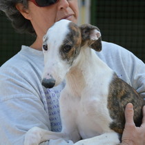 Mumo - Chiot galgo - Mâle - Zaragoza