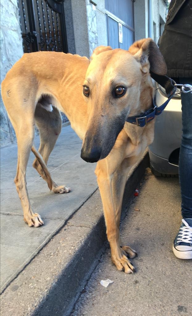 WILLIAM - 1 an - galgo - très sociable - aucun intérêt pour les chats