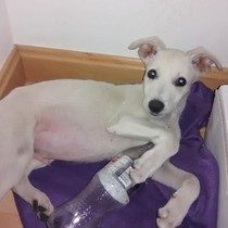 Lev - Chiot galgo - Mâle - Cuenca