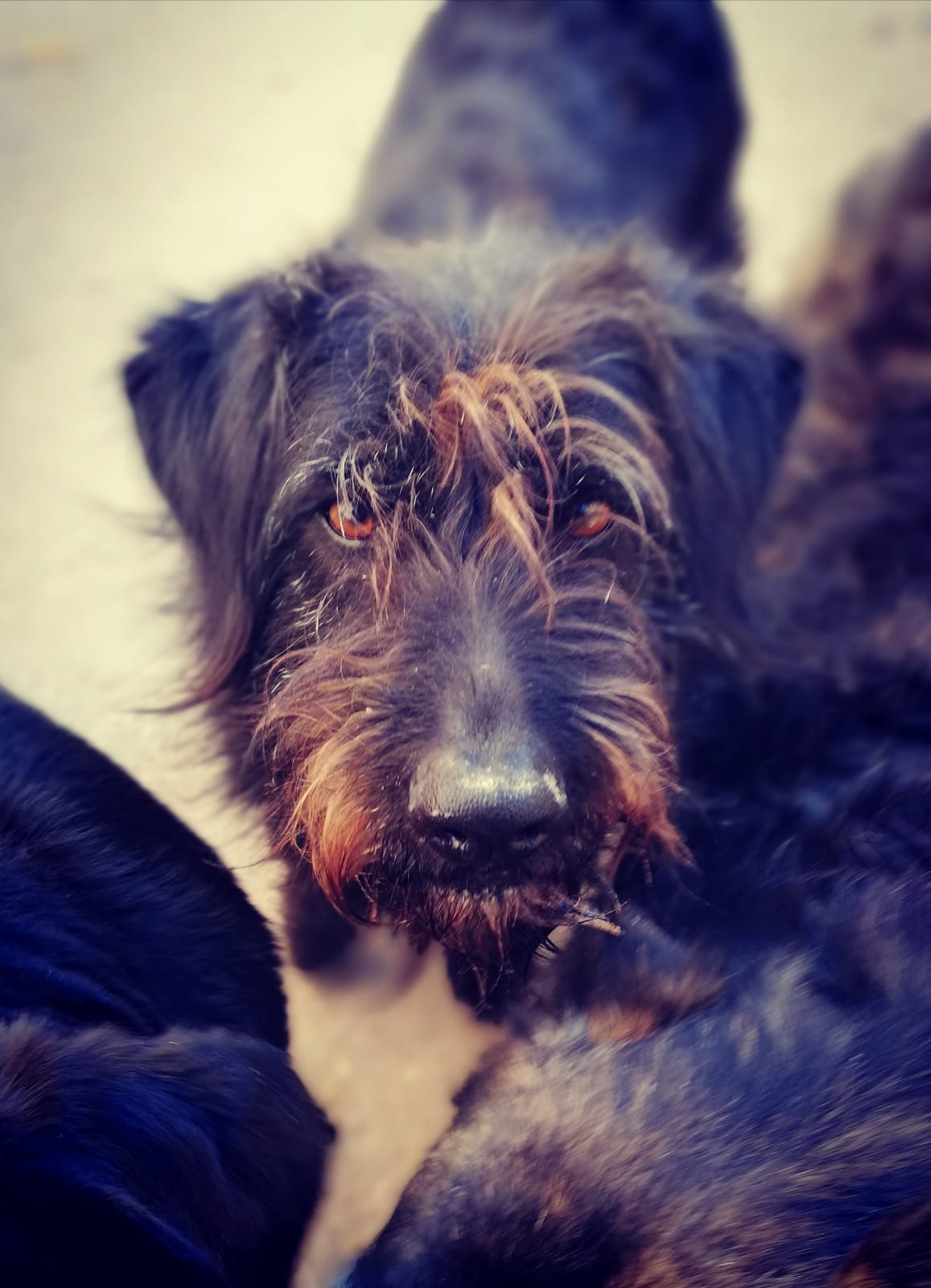 APOLO - environ 2 ans - préfère vivre avec des congénères femelles