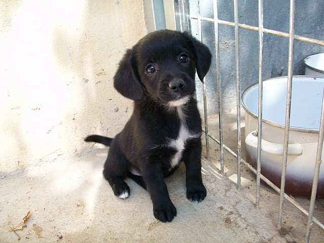 ZACHA en cours d adoption