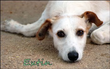 EXTIN