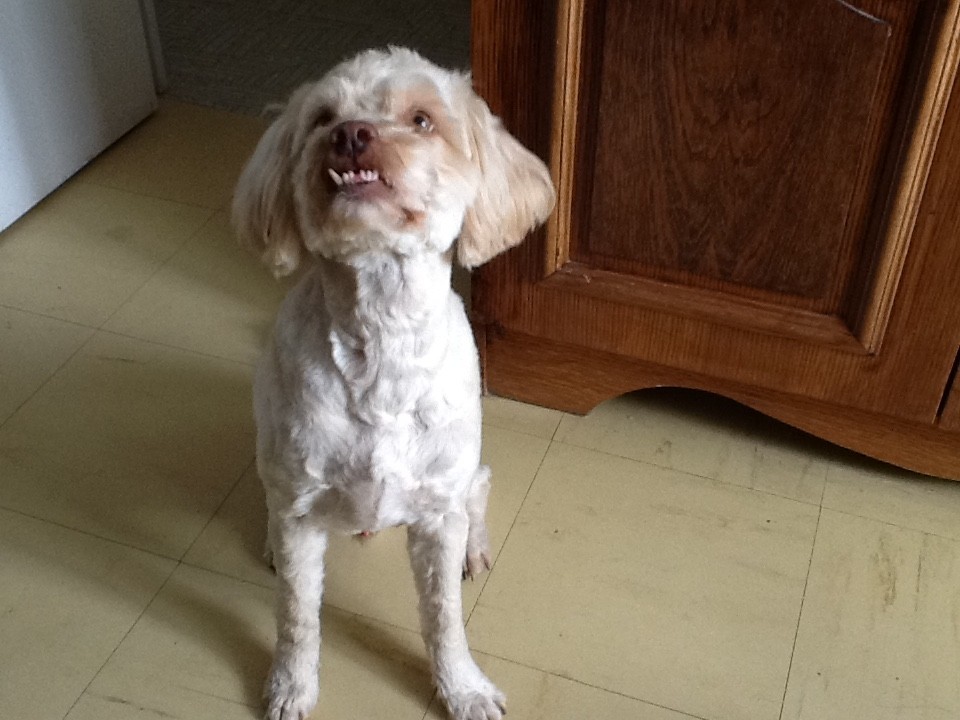 Ricou chez son adoptante Anita